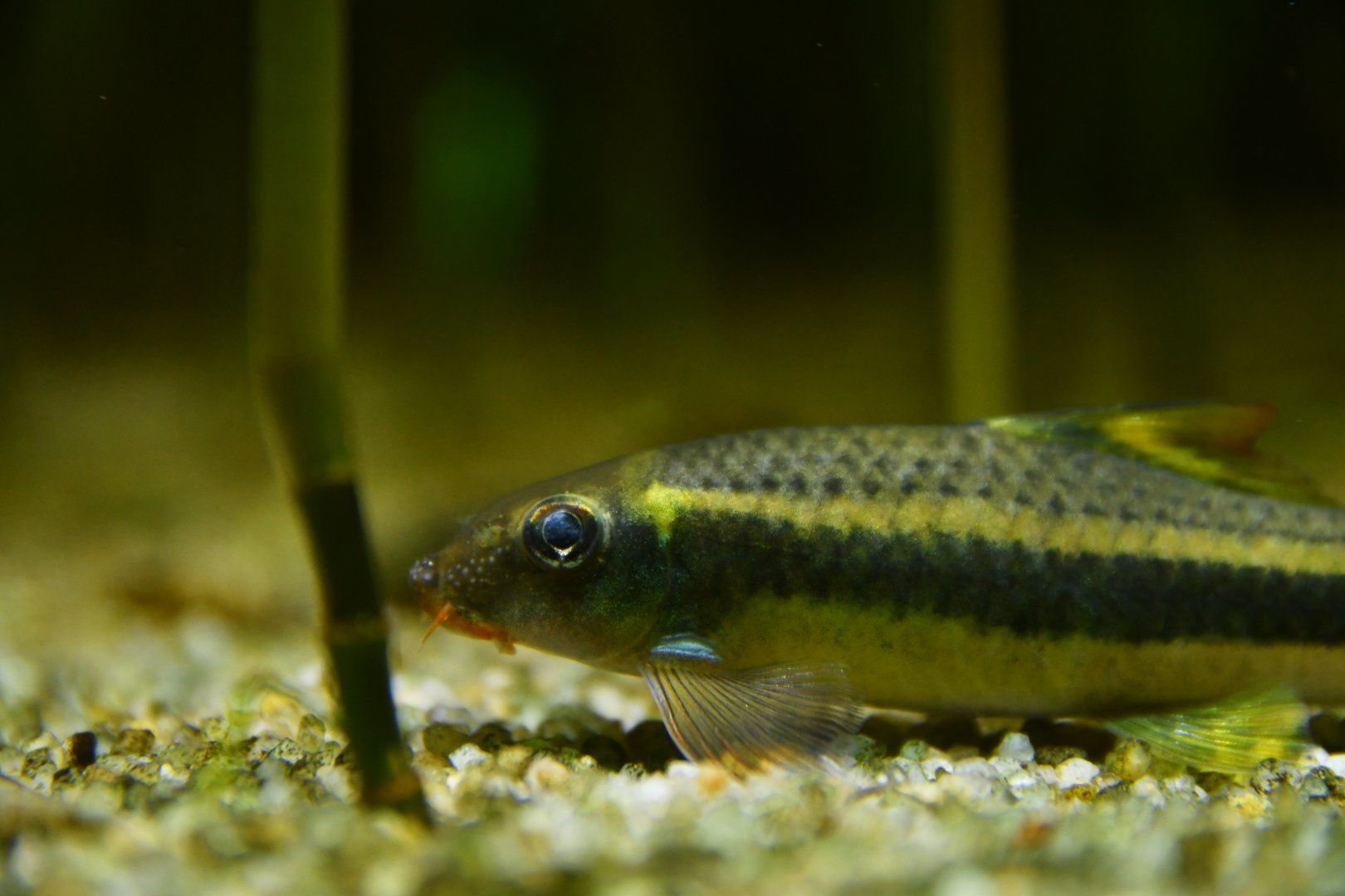 Epalzeorhynchos kalopterus