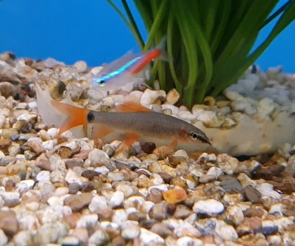 Epalzeorhynchos ( Labeo ) frenatus