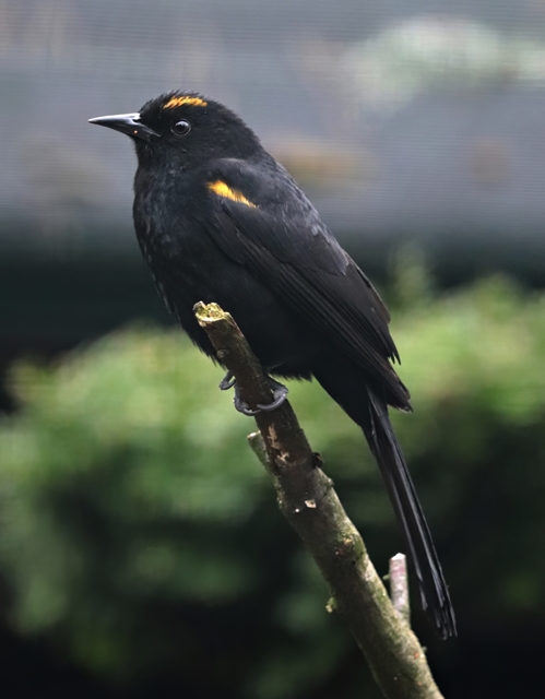 Epaulet/moriche oriole cross