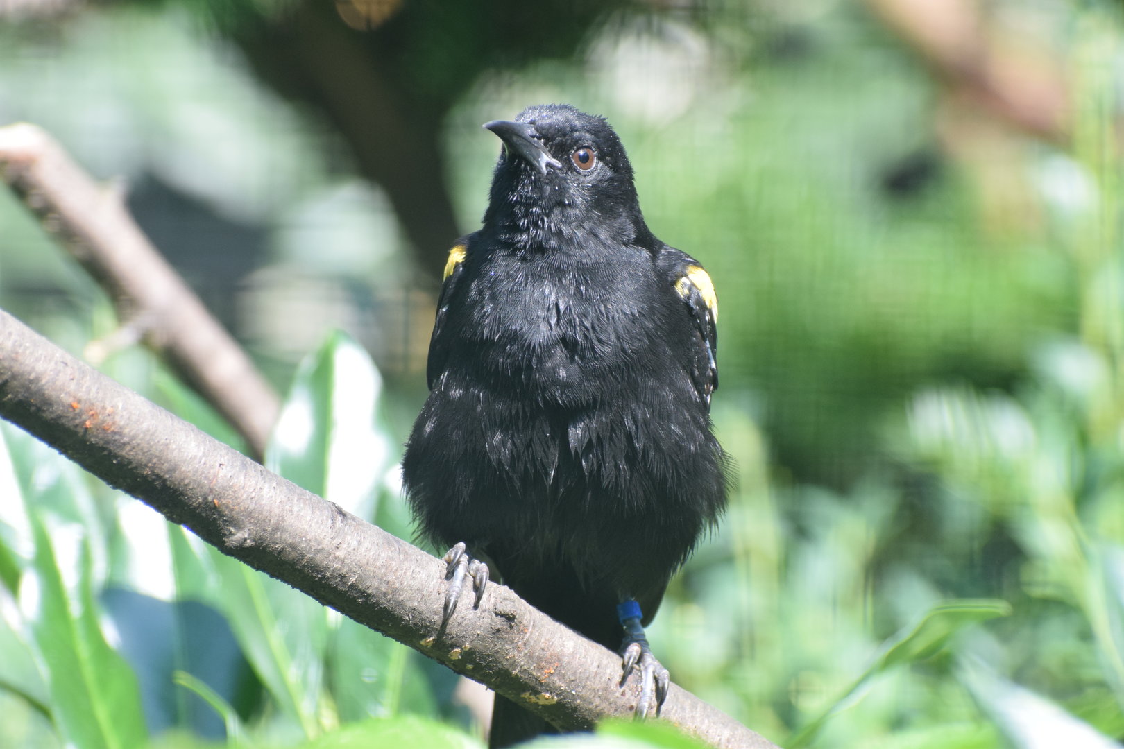 Epaulet oriole - August 2023