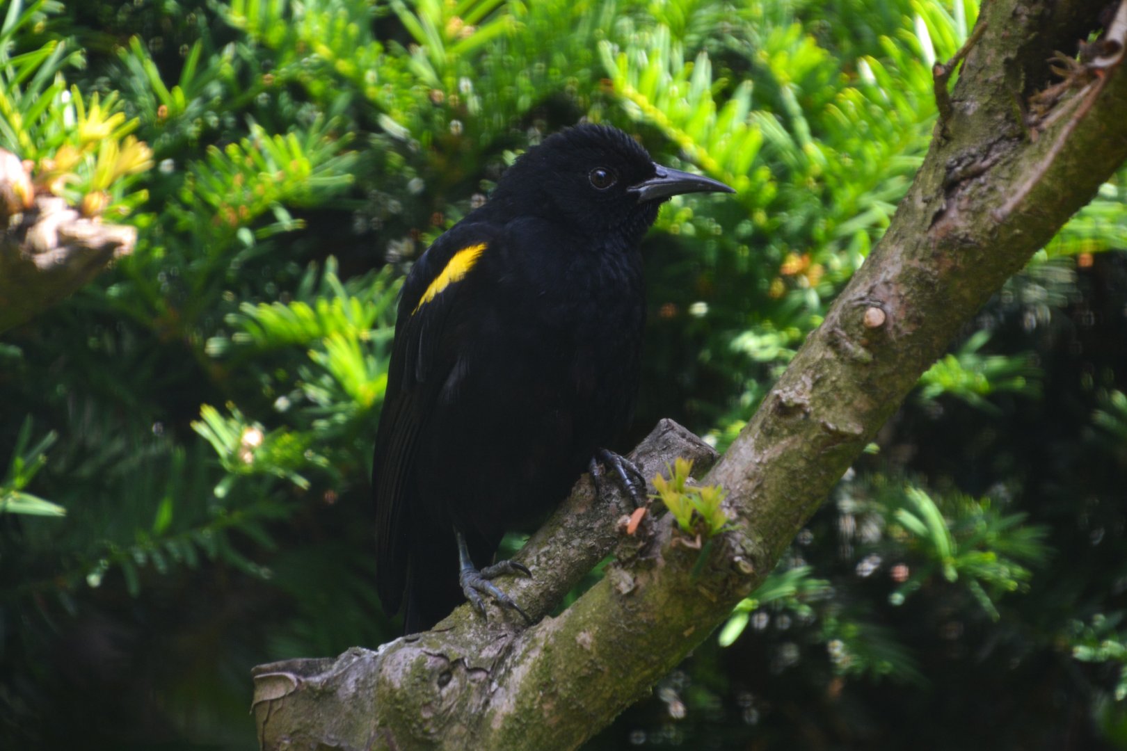 Epaulet oriole (Icterus cayanensis cayanensis)