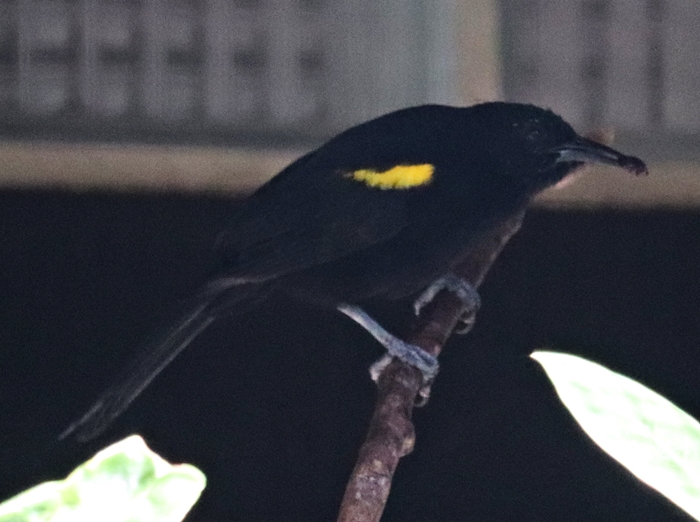 Epaulet oriole (Icterus cayanensis cayanensis)