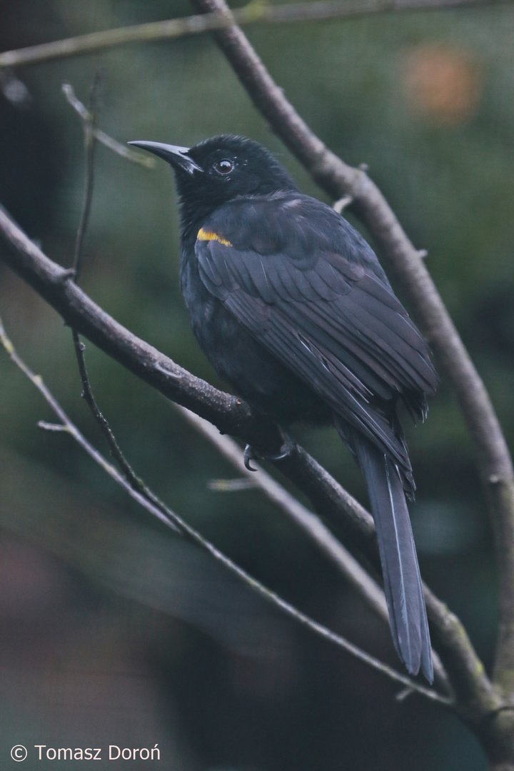 Epaulet Oriole (Icterus cayanensis), October 2022