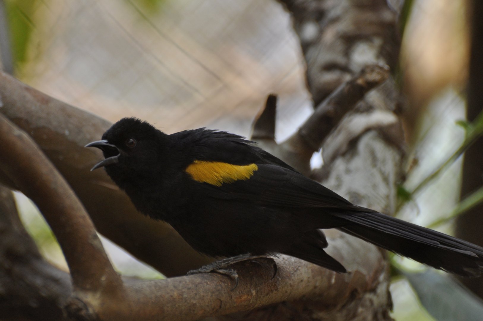 Epaulet Oriole (Icterus cayanensis)