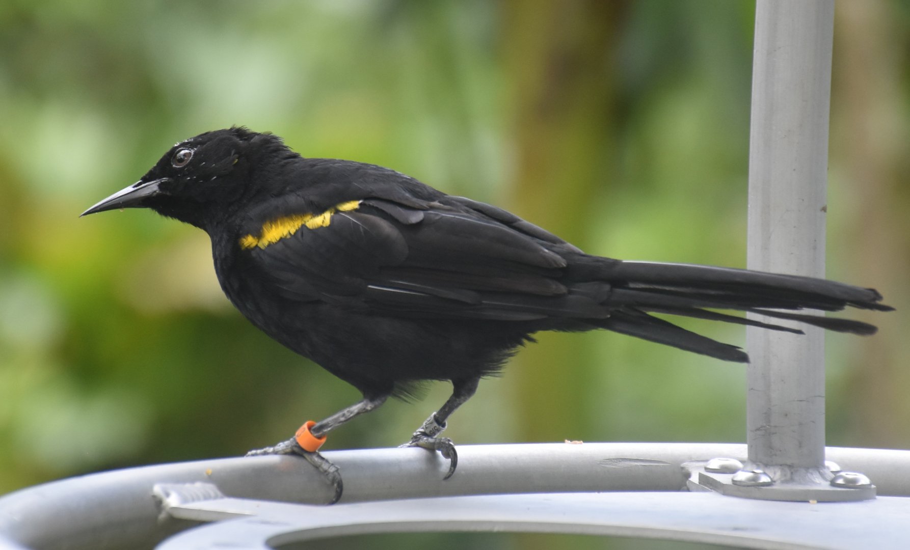 Epaulet Oriole (Icterus cayanensis)