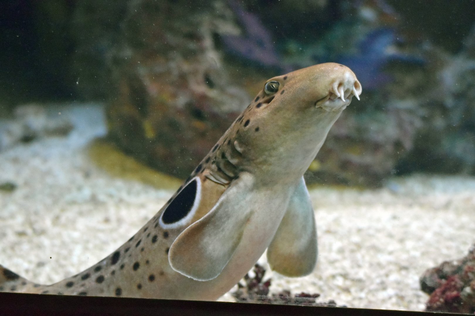 Epaulette shark, 13.10.2019