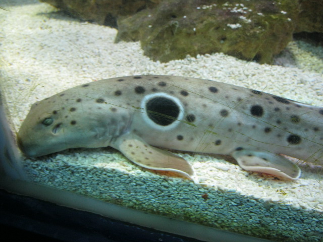 Epaulette Shark 2015