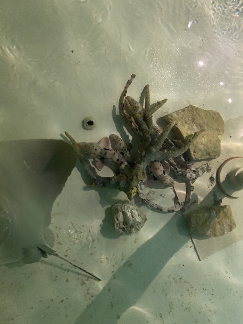 Epaulette Shark, 3-24-24