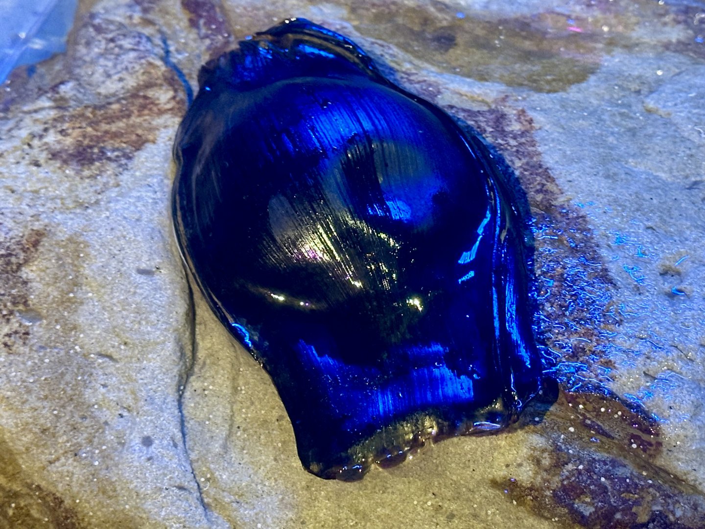 Epaulette Shark Egg Case