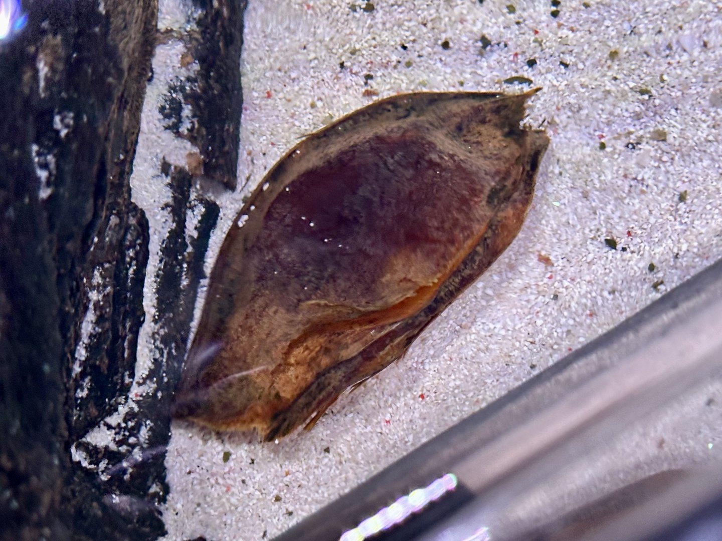 Epaulette Shark Egg