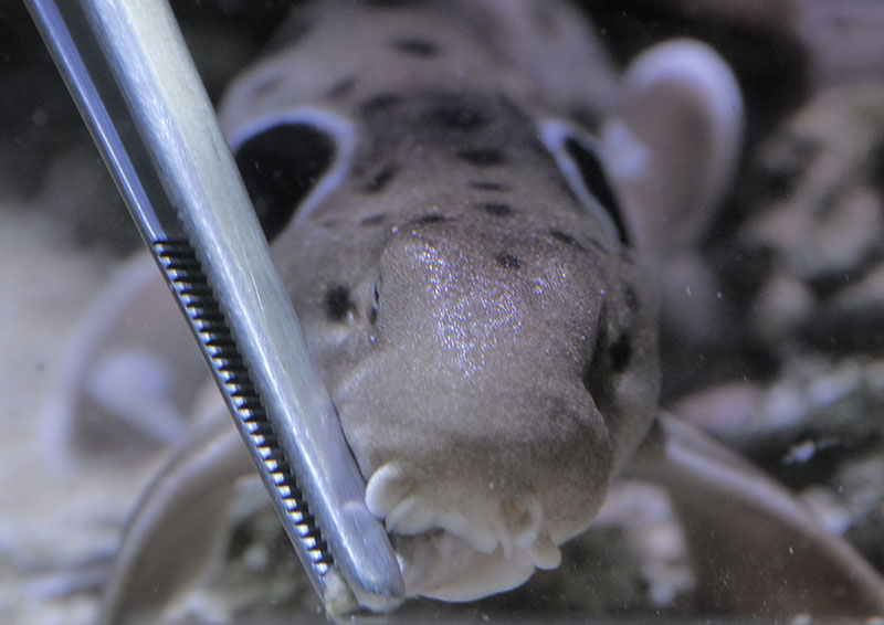 Epaulette shark feeding