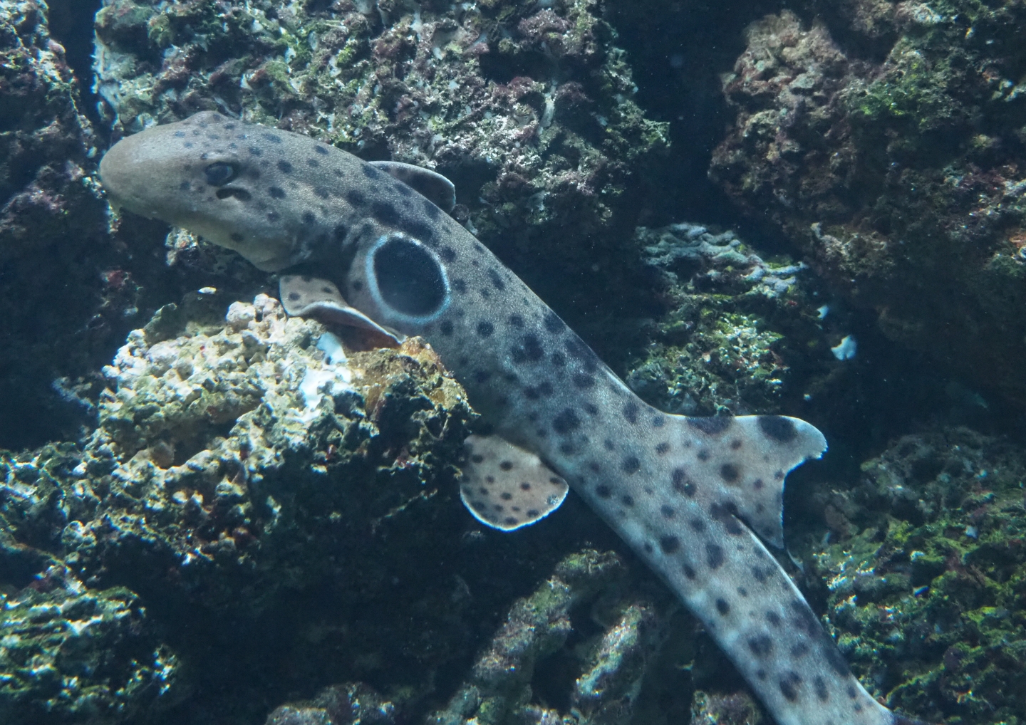 Epaulette shark (Hemiscyllium ocellatum), 2019-04-20