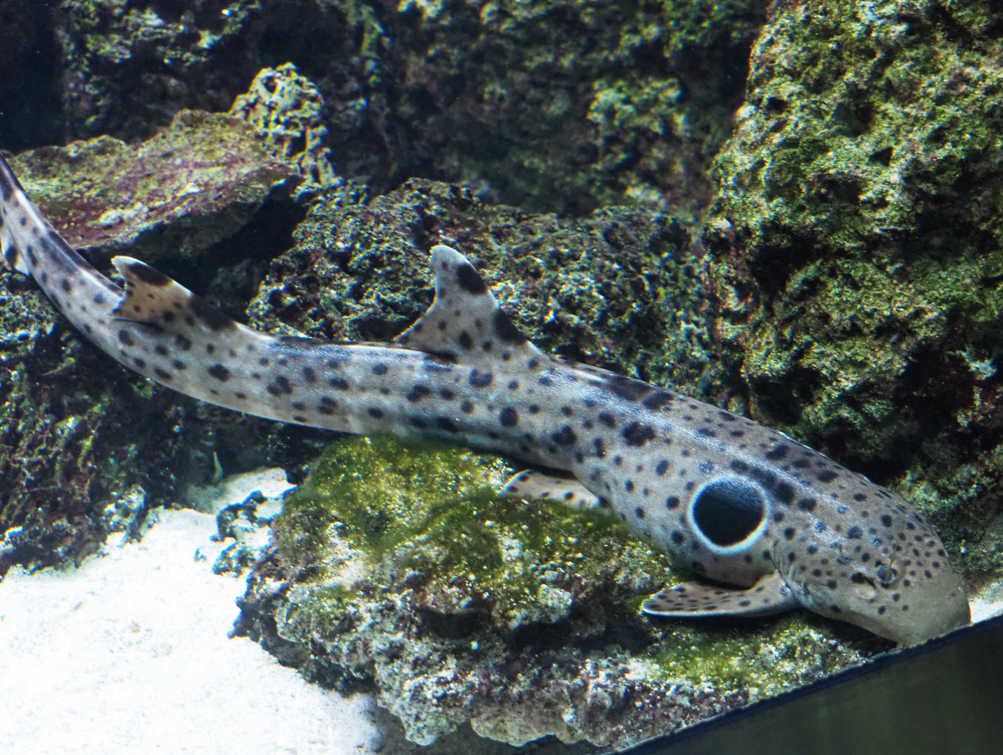 Epaulette shark (Hemiscyllium ocellatum), 2020-05-24
