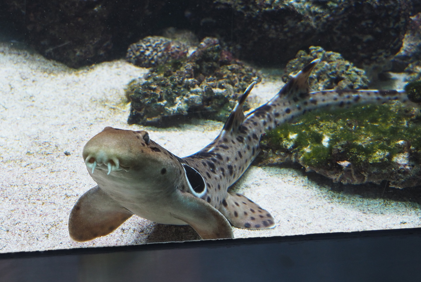 Epaulette shark (Hemiscyllium ocellatum), 2021-06-12
