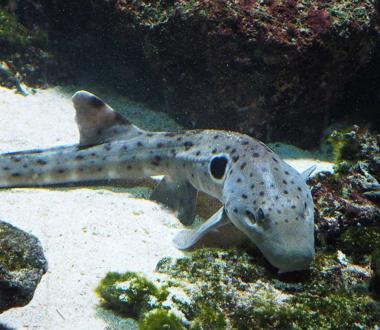 Epaulette shark (Hemiscyllium ocellatum), 2022-08-16