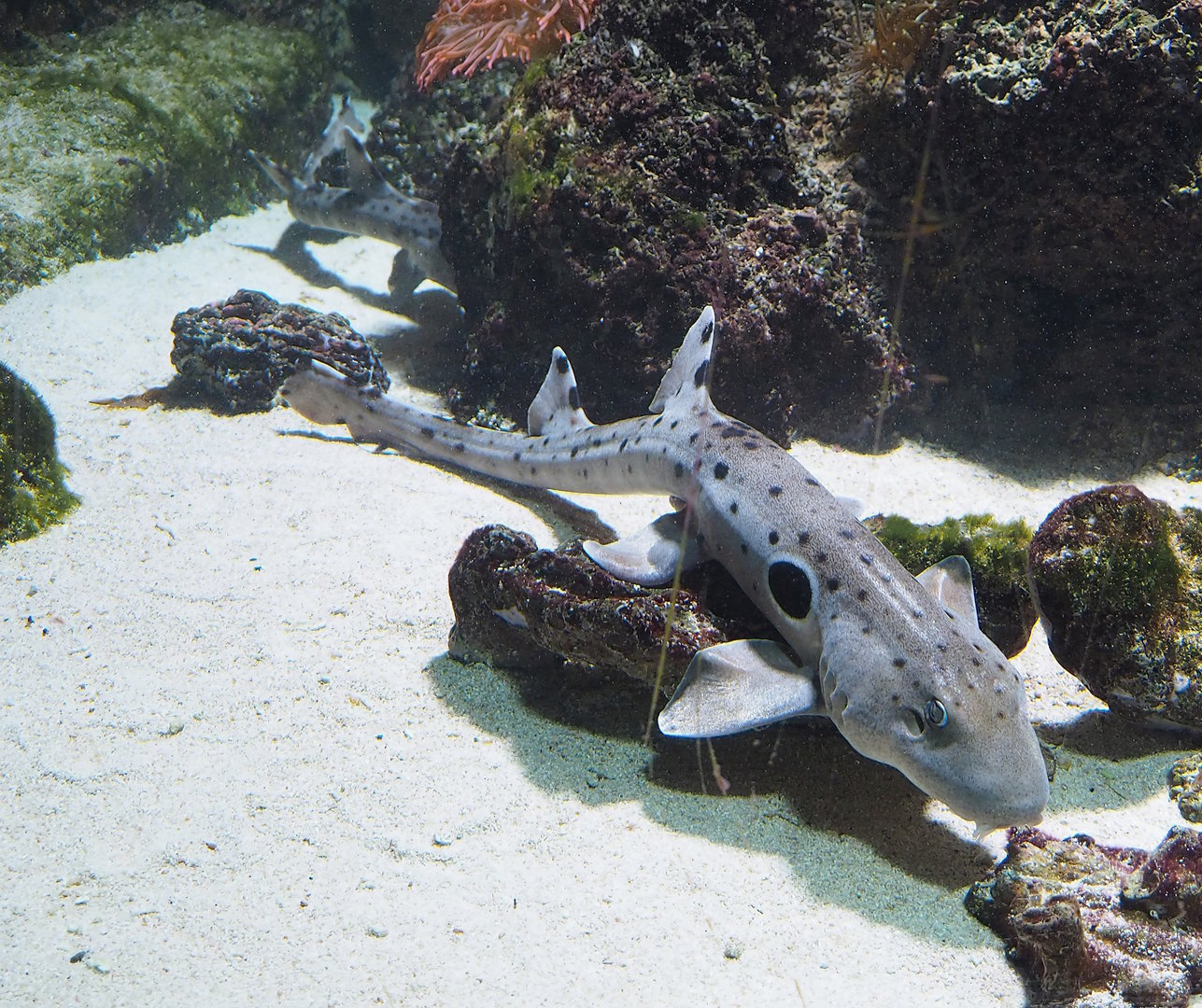 Epaulette shark (Hemiscyllium ocellatum), 2022-09-04