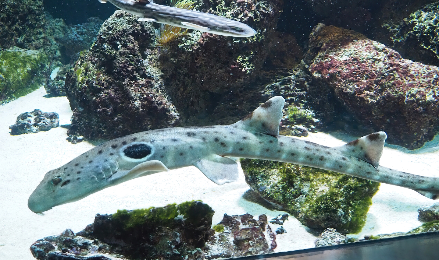 Epaulette shark (Hemiscyllium ocellatum), 2022-10-29