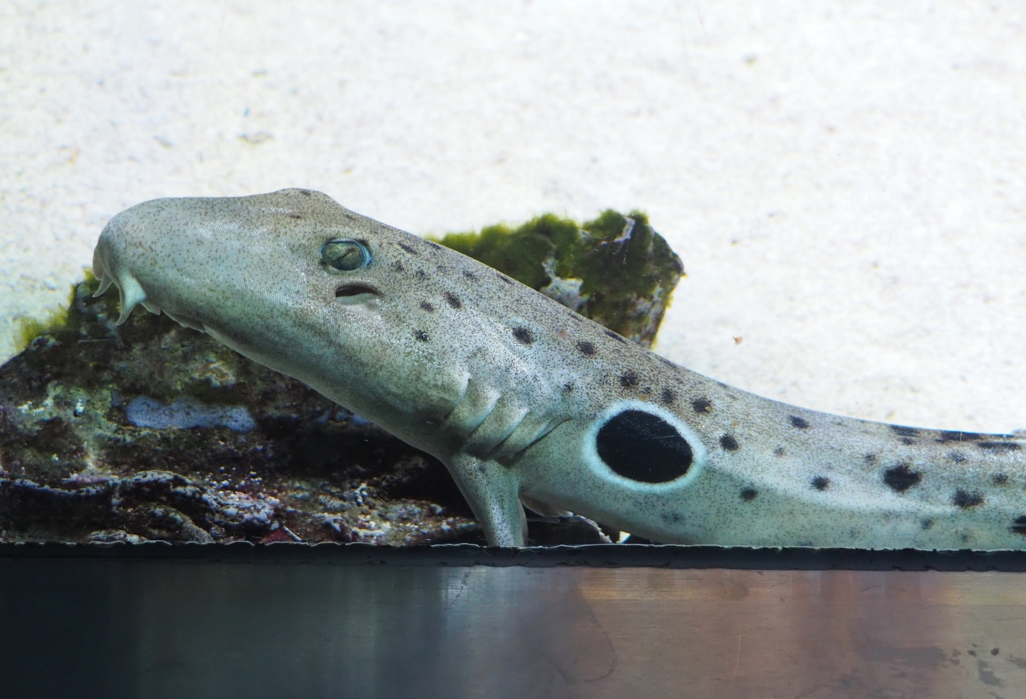 Epaulette shark (Hemiscyllium ocellatum), 2023-07-02