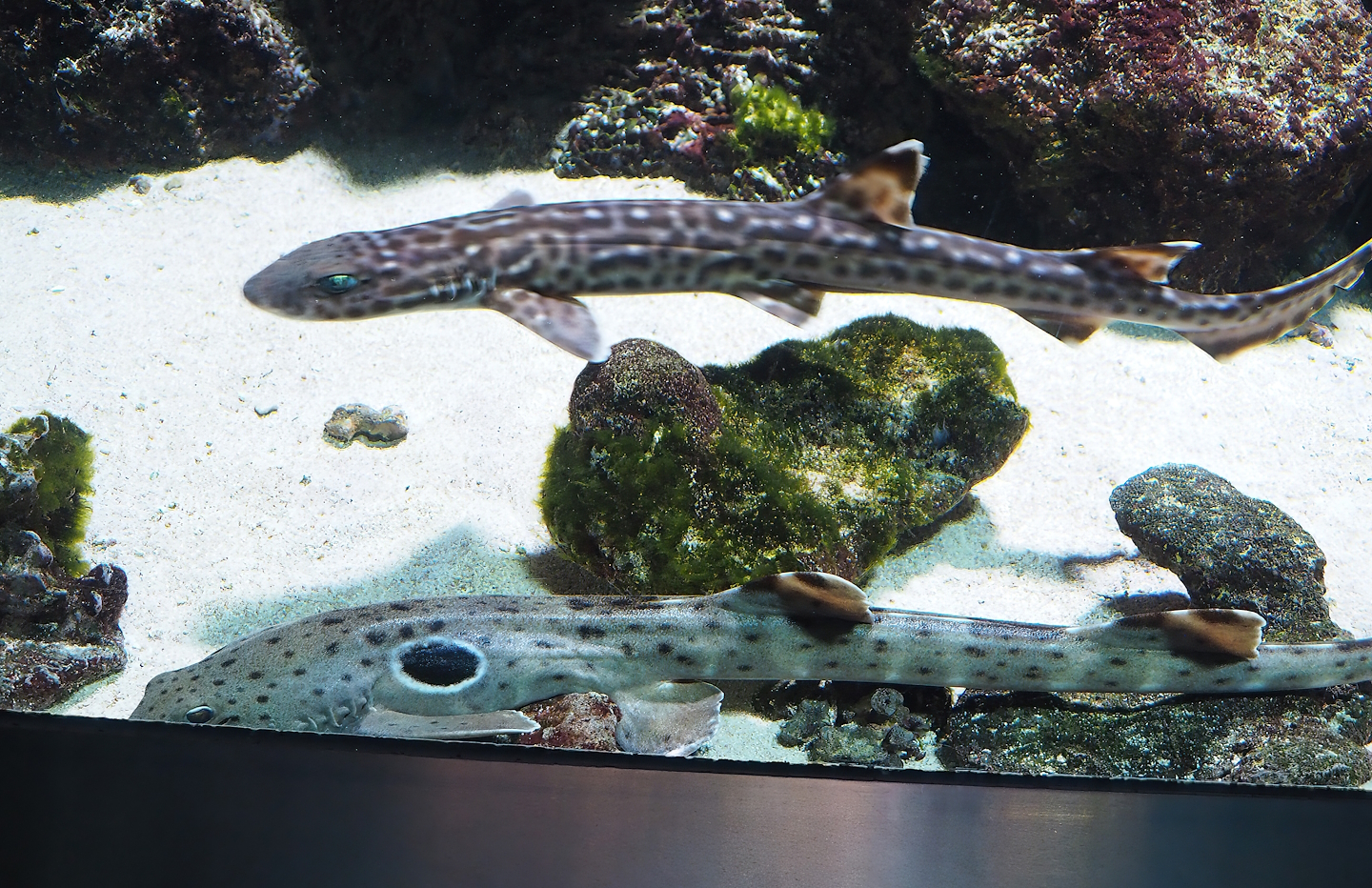 Epaulette shark (Hemiscyllium ocellatum) and Coral catshark (Atelomycterus marmoratus), 2023-04-08