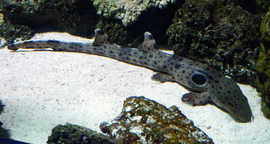Epaulette shark (Hemiscyllium ocellatum)