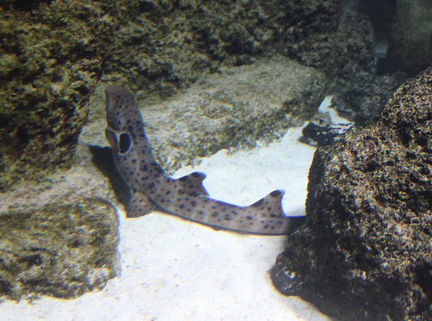 Epaulette shark - Hemiscyllium ocellatum