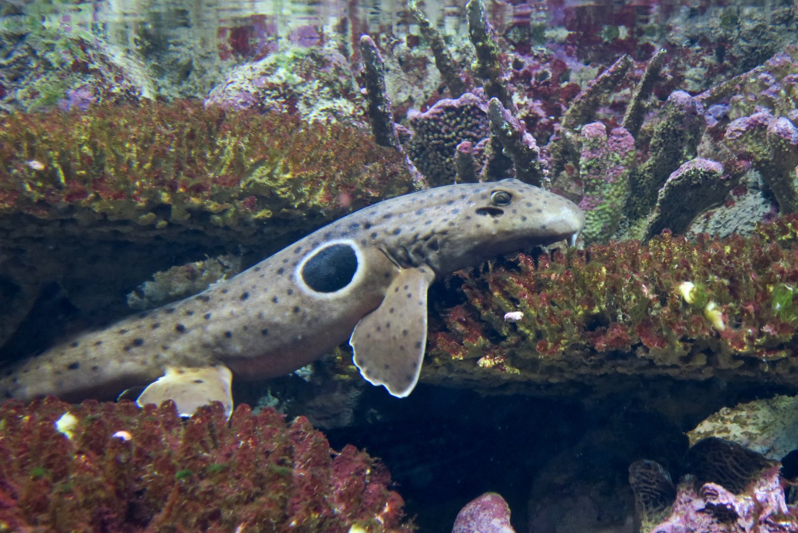 Epaulette Shark (Hemiscyllium ocellatum)
