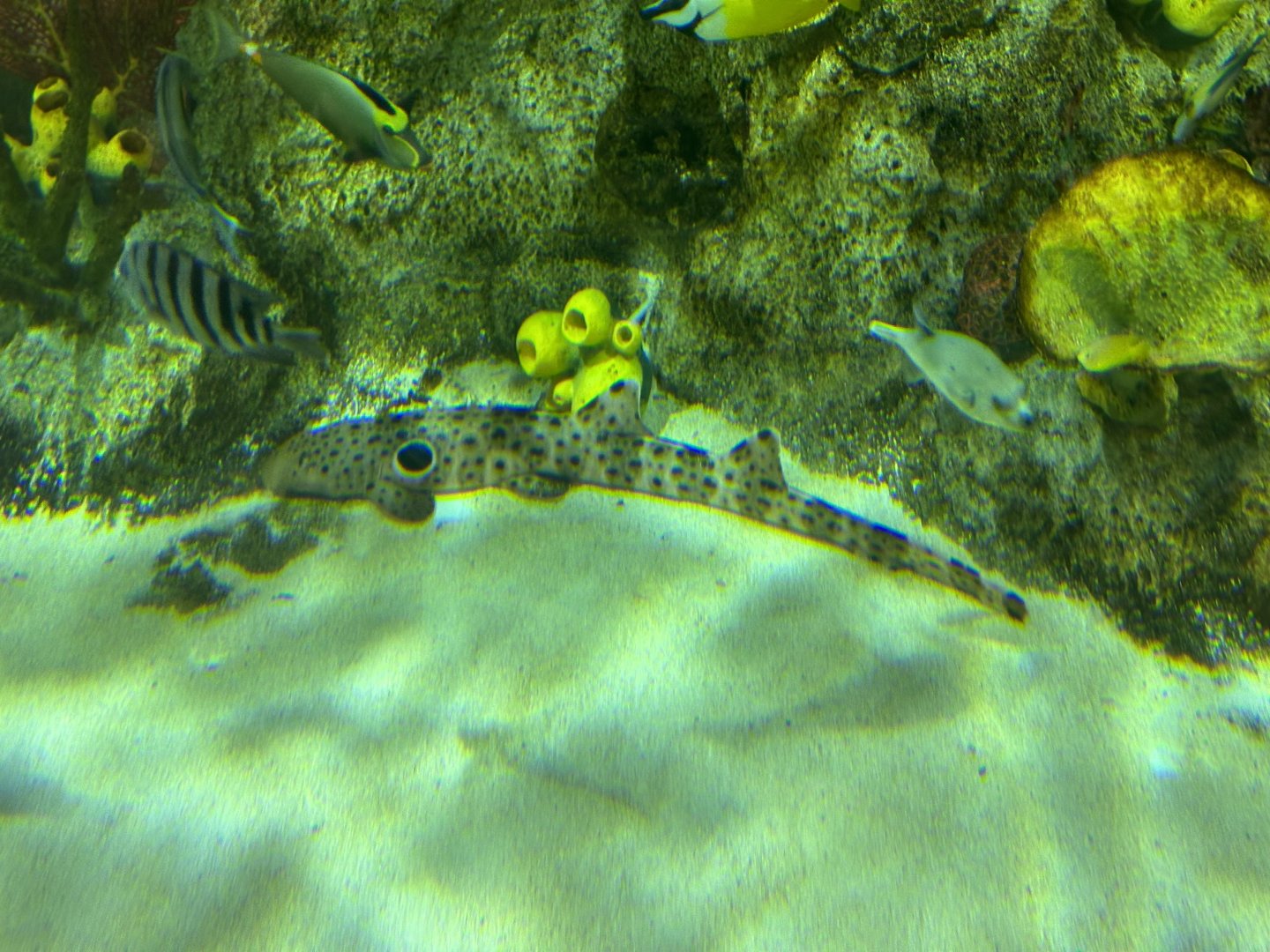 Epaulette shark (Hemiscyllium ocellatum)