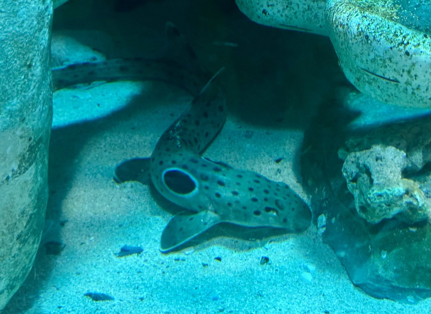 Epaulette shark (Hemiscyllium ocellatum)