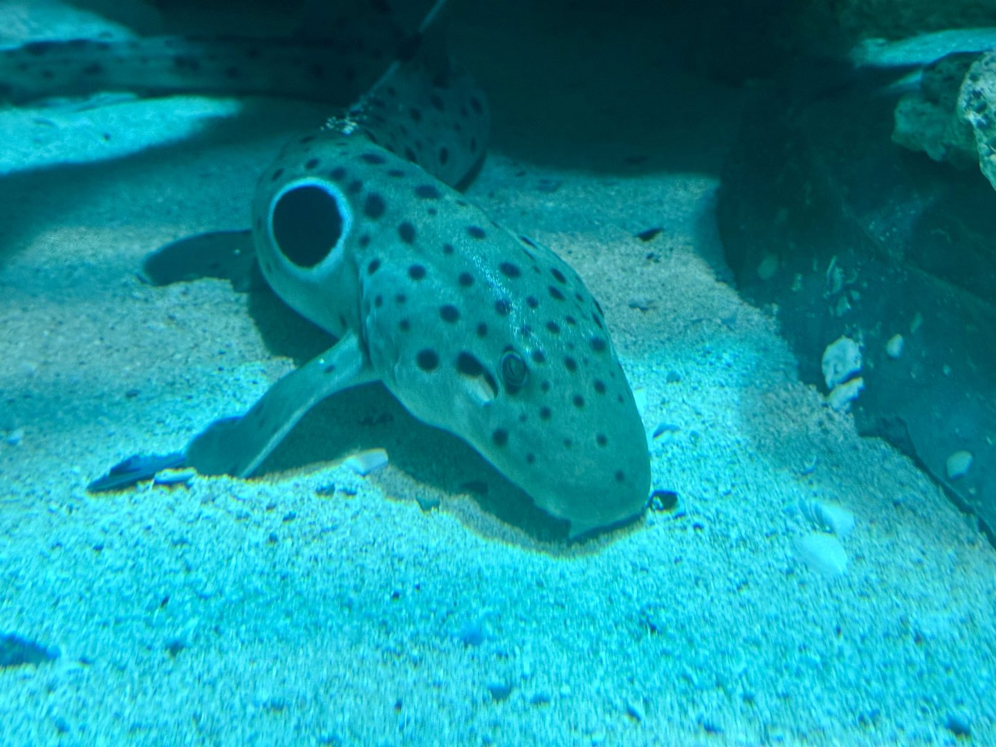 Epaulette shark (Hemiscyllium ocellatum)