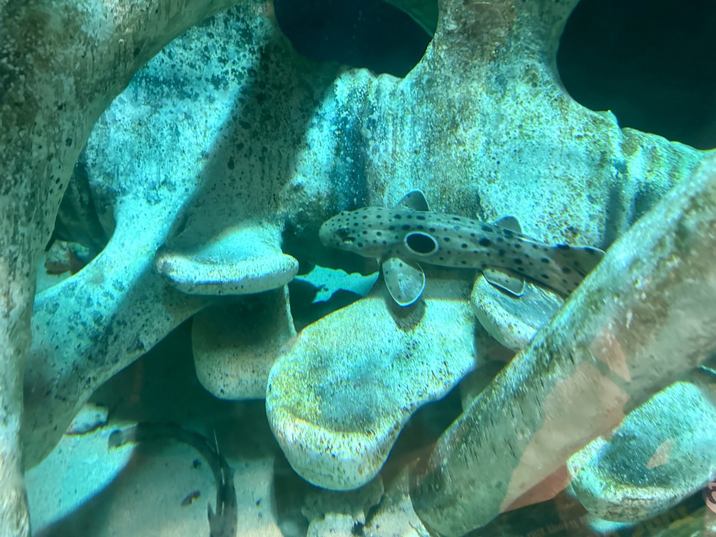 Epaulette shark (Hemiscyllium ocellatum)