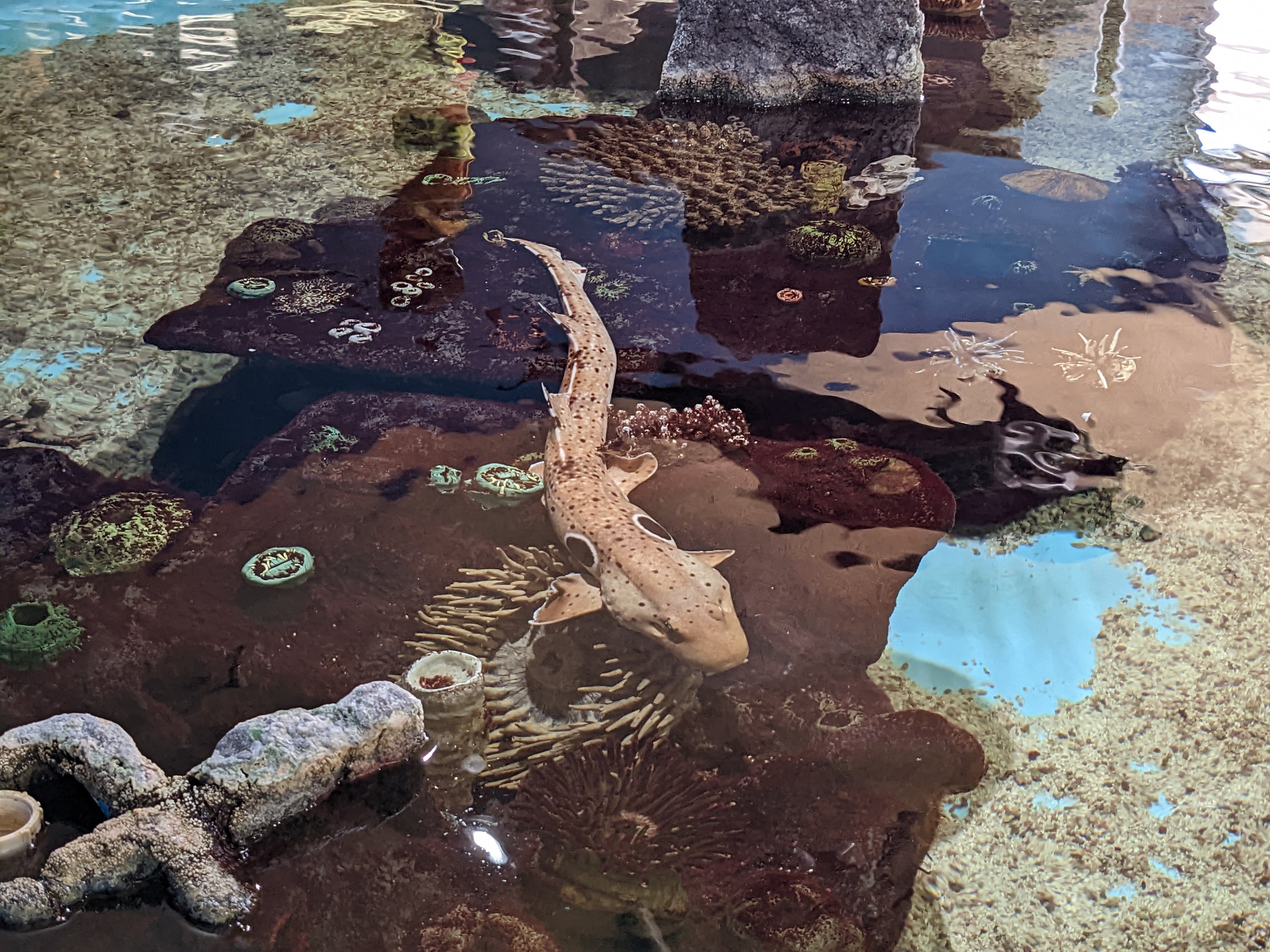 Epaulette Shark in shark tank