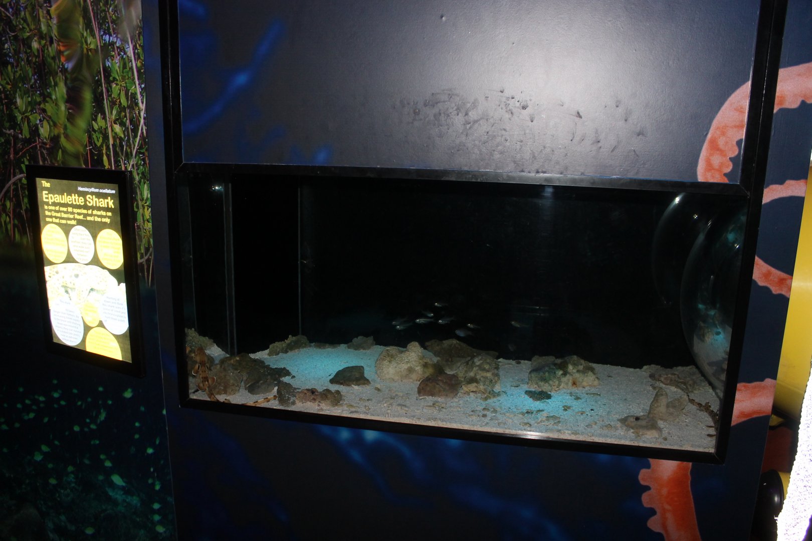 Epaulette Shark tank