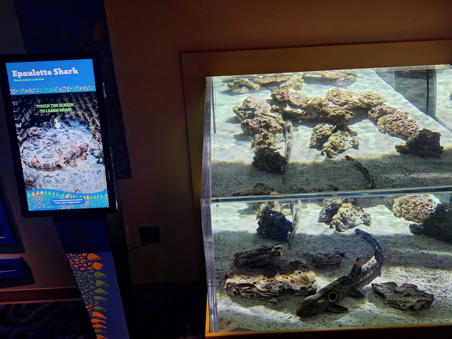 Epaulette Shark tank