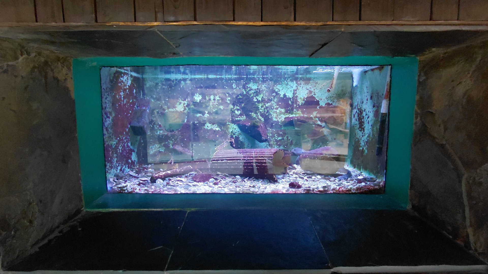 Epaulette shark tank