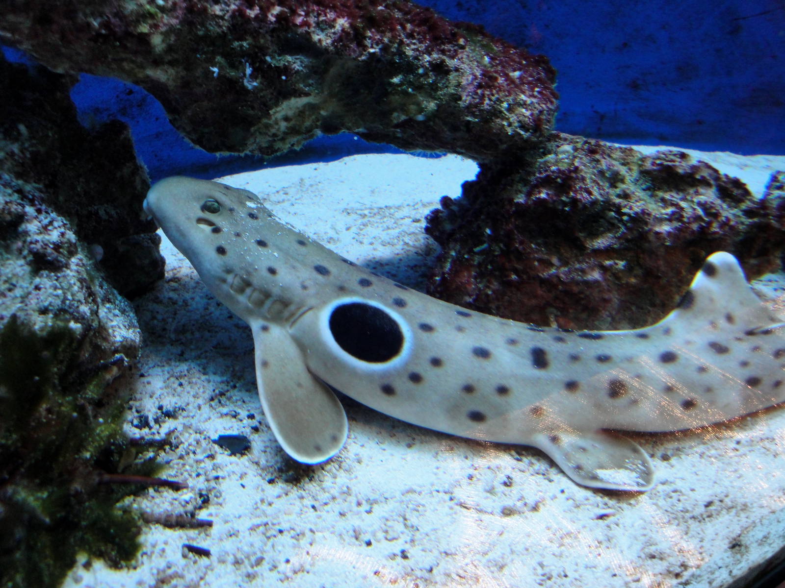 Epaulette Shark