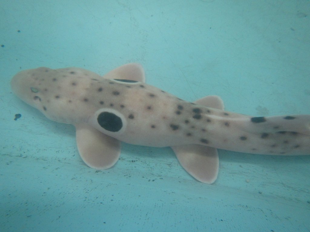 Epaulette Shark