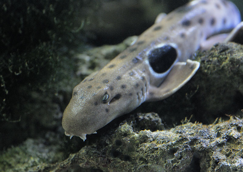 Epaulette shark