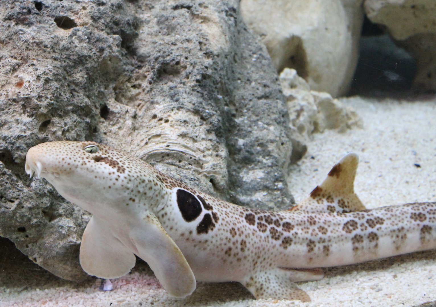 Epaulette shark