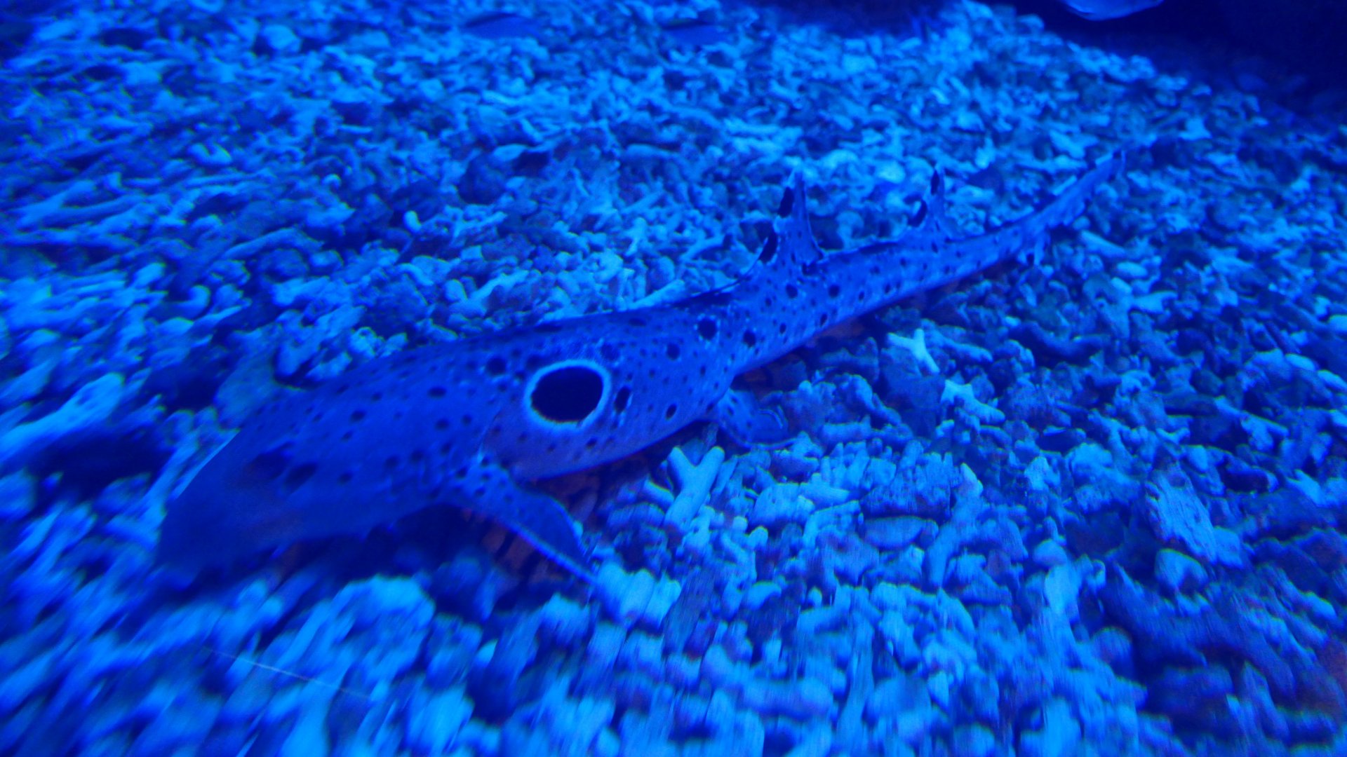 Epaulette Shark