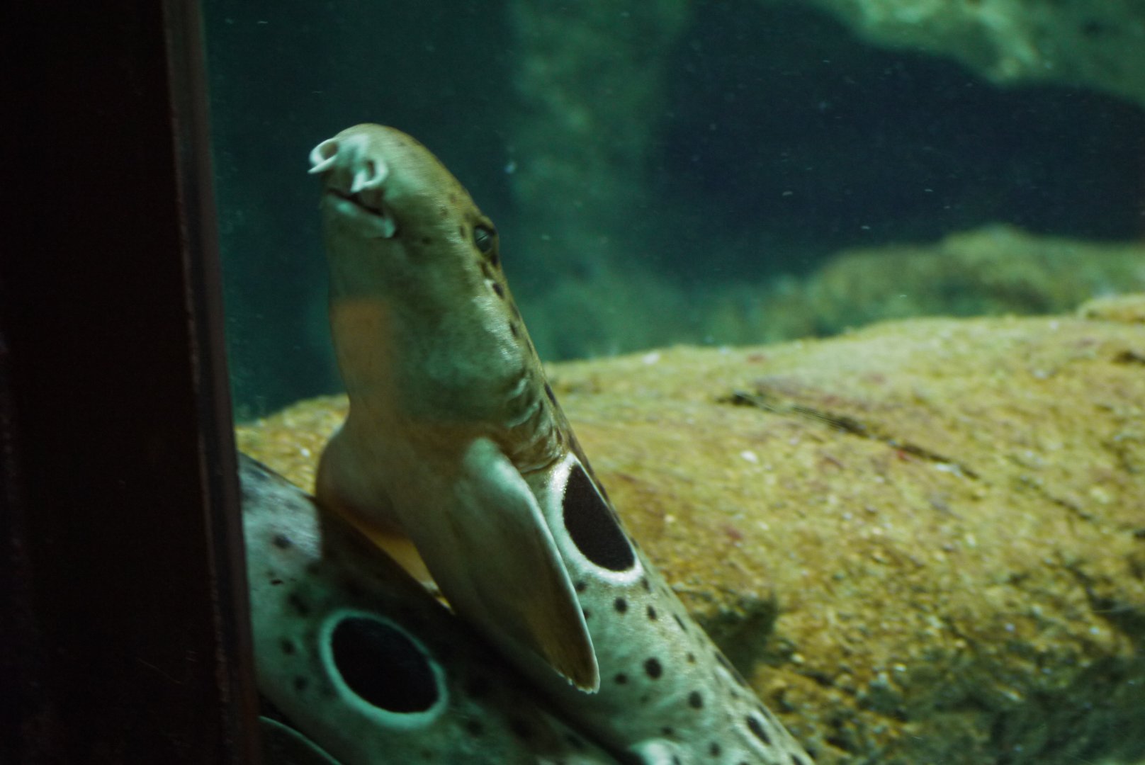 Epaulette Shark