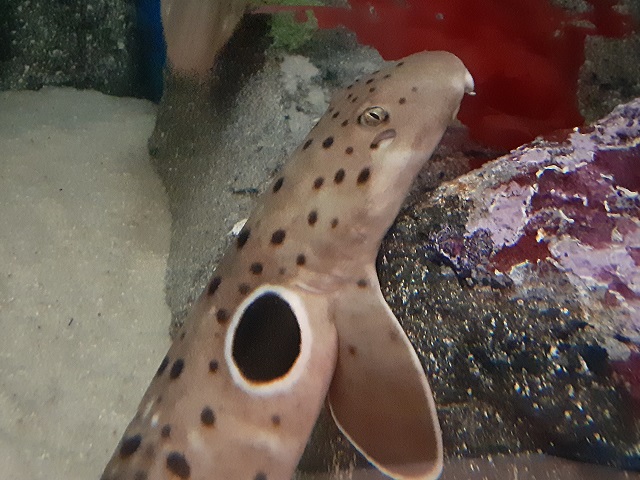 Epaulette Shark