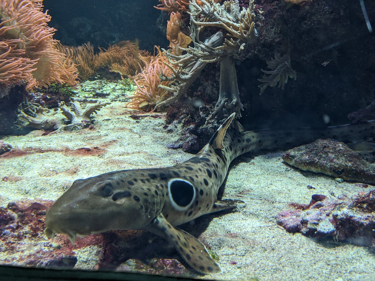 Epaulette Shark