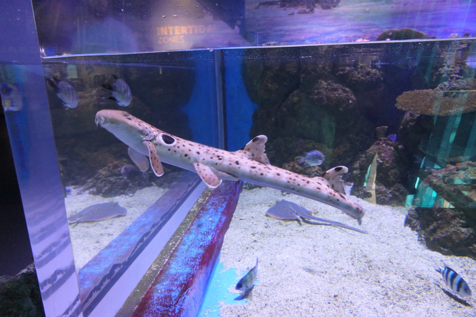 Epaulette Shark