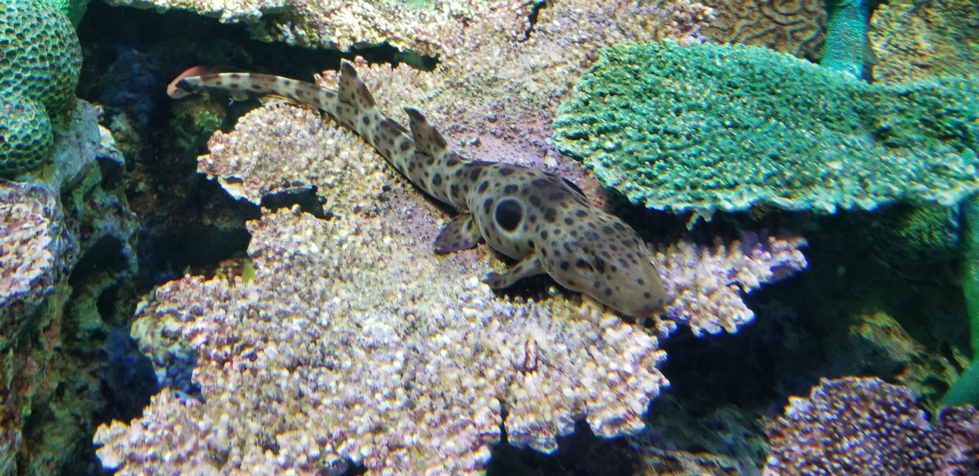 Epaulette Shark