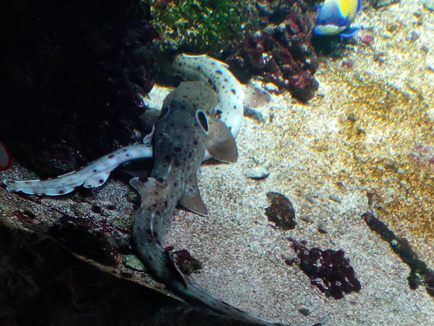 Epaulette sharks mating-9/25