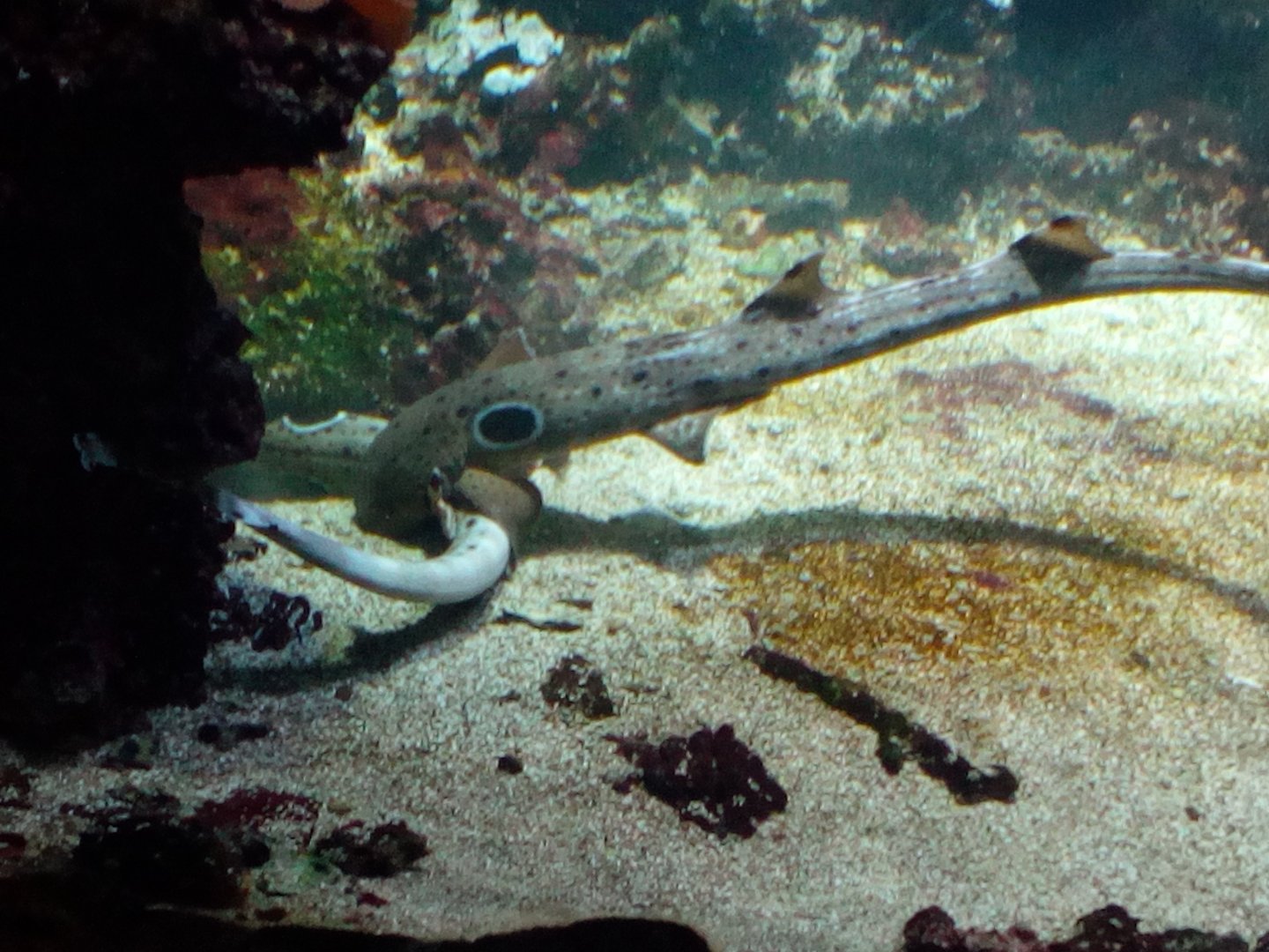 Epaulette sharks mating II.-9/25