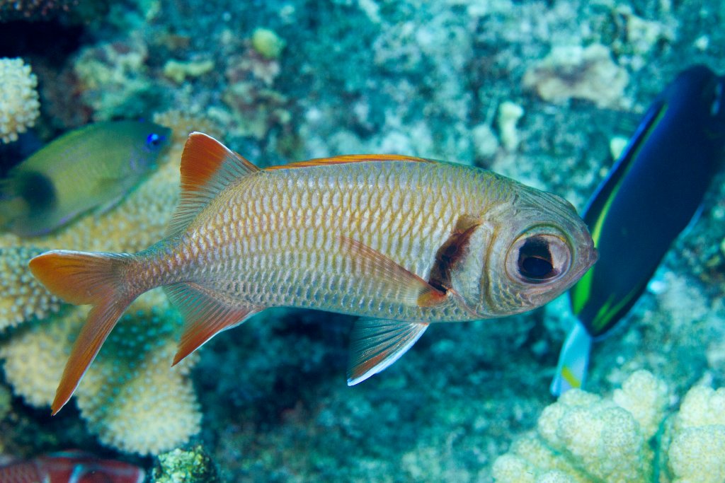 Epaulette Soldierfish
