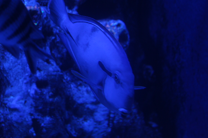 Epaulette surgeonfish (Acanthurus nigricauda) - BXSea