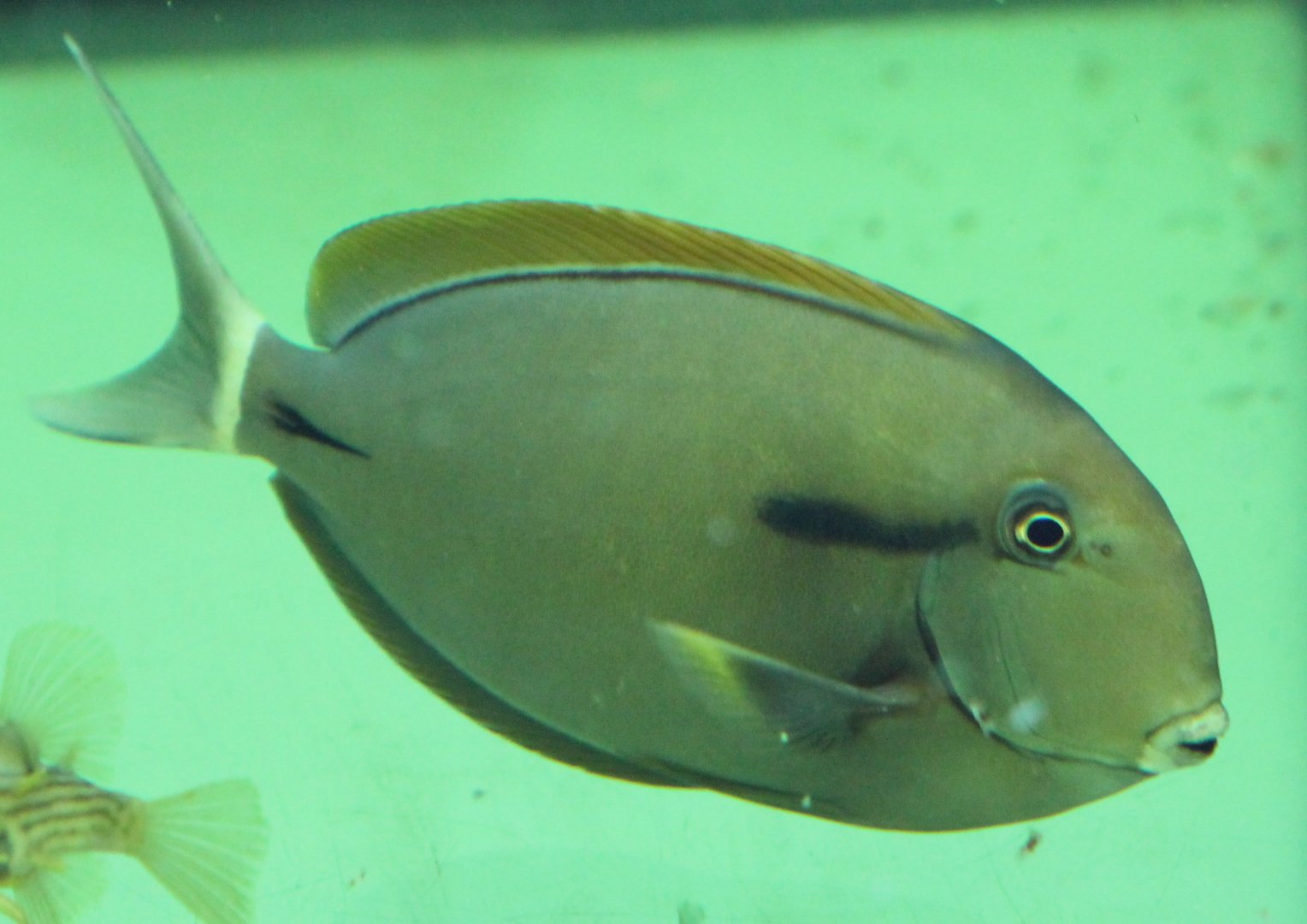 Epaulette surgeonfish - Acanthurus nigricauda