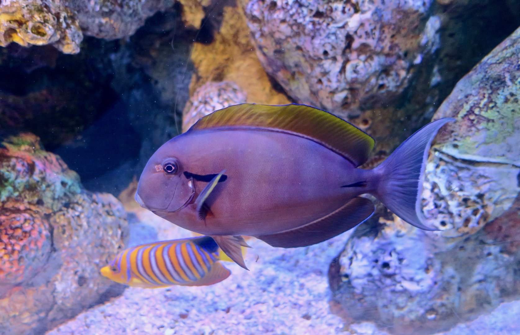 Epaulette Surgeonfish (Acanthurus nigricauda)